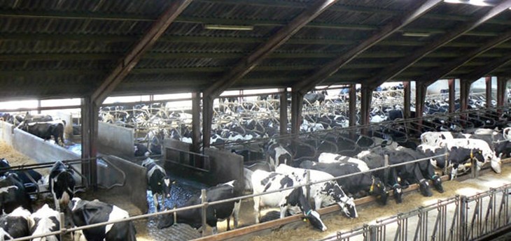 Indoor housing of dairy cows Denmark investigation.jpg